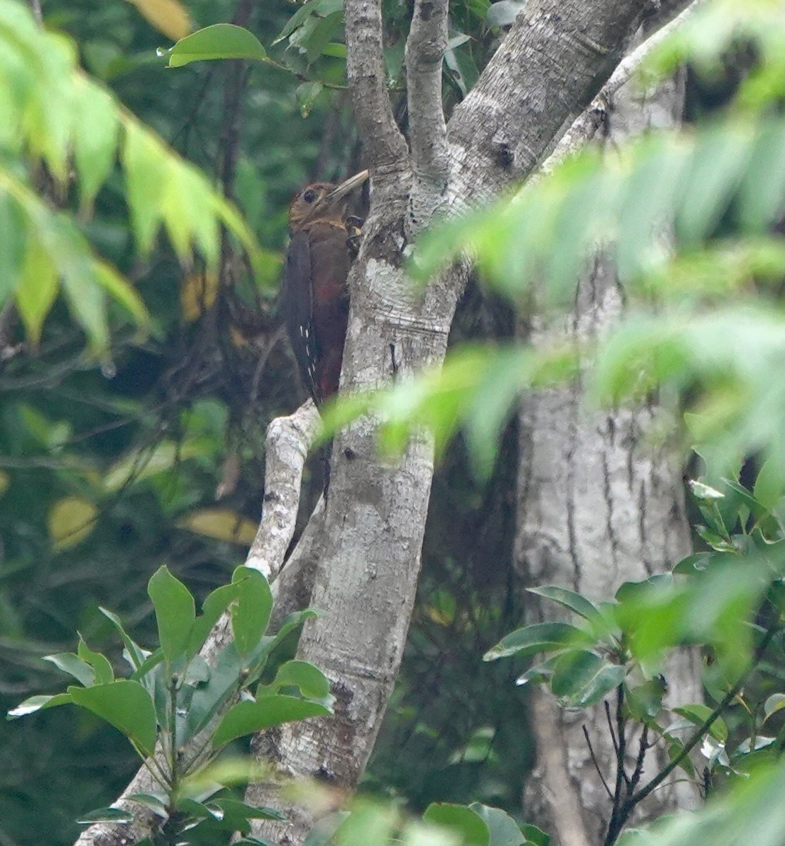 Okinawa Woodpecker - ML620156337