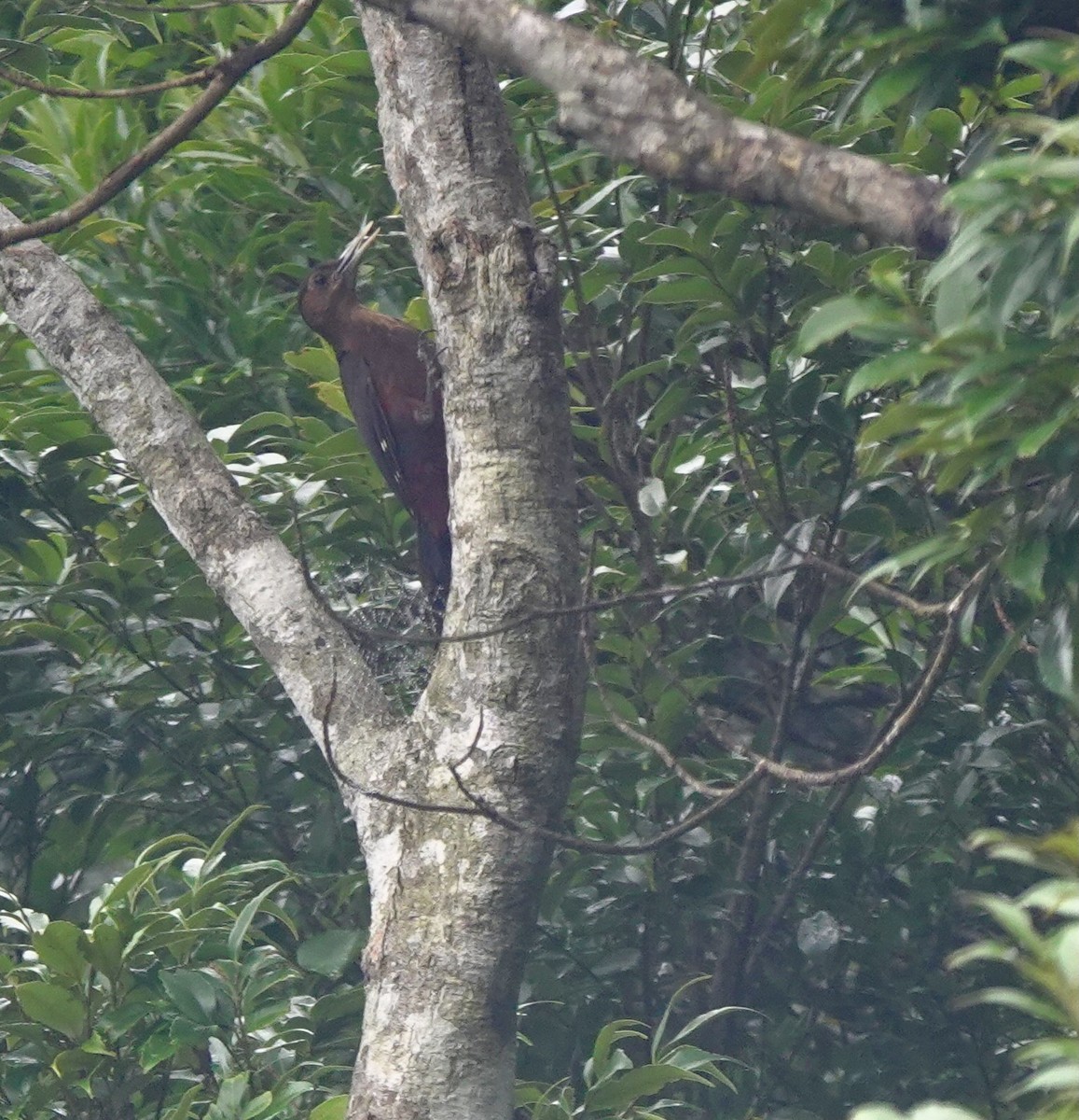 Okinawa Woodpecker - Martin Kennewell