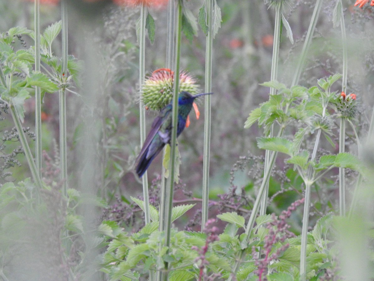 kolibřík modrolící - ML620156343