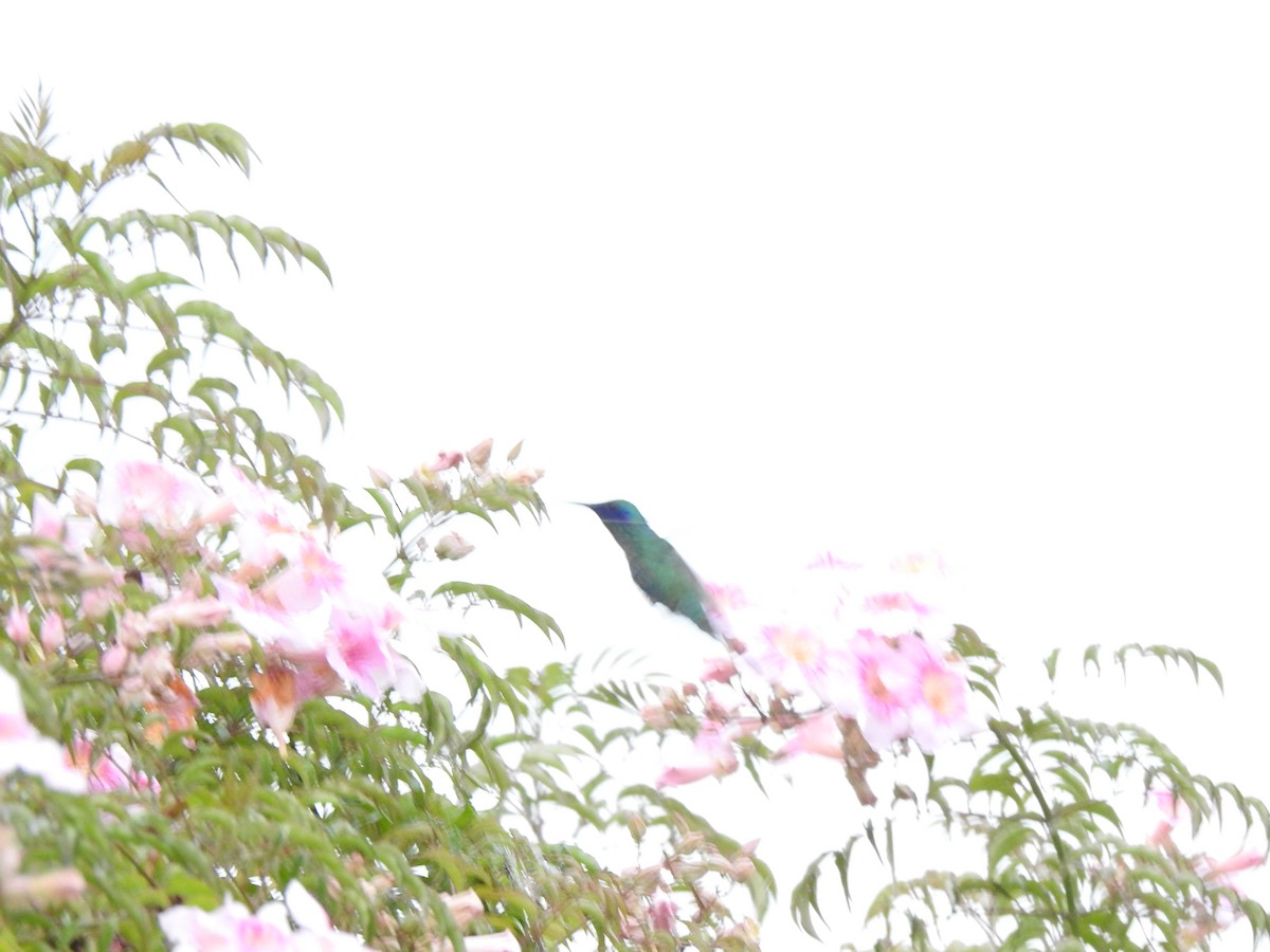 kolibřík modrolící - ML620156348