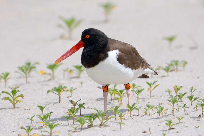 American Oystercatcher - ML620156351