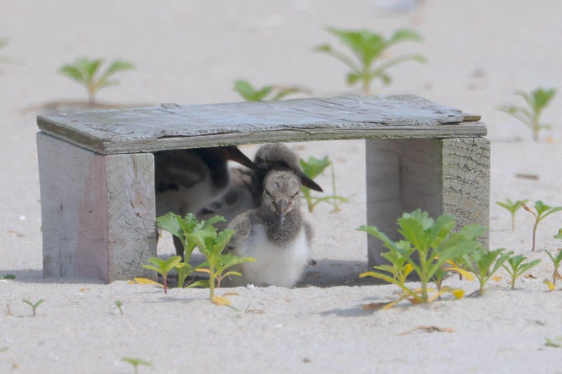 American Oystercatcher - ML620156352