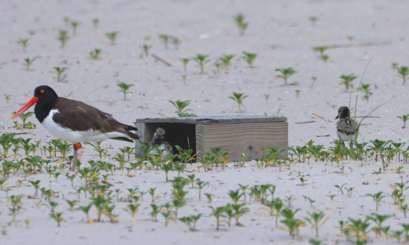 American Oystercatcher - ML620156353