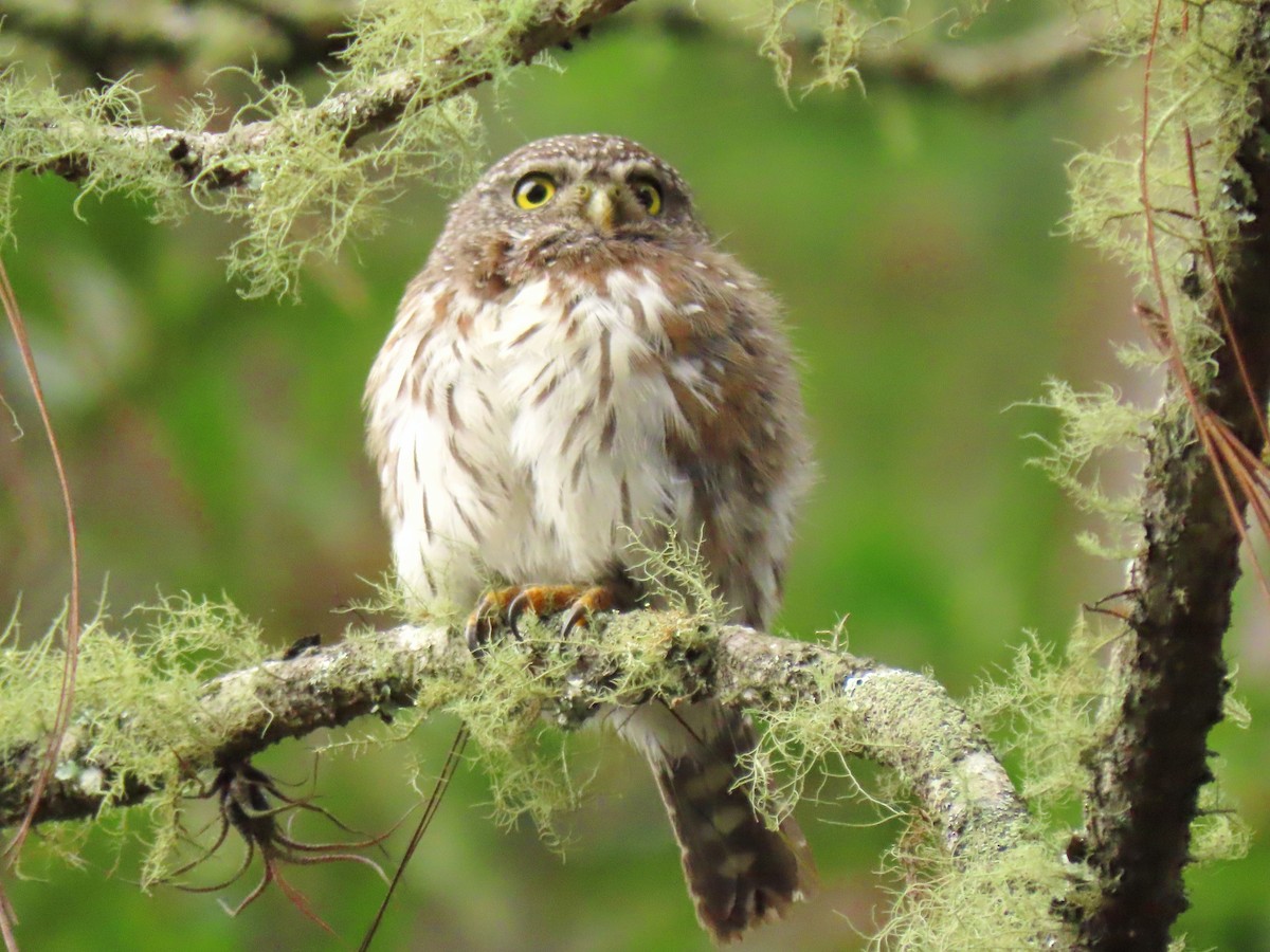 Northern Pygmy-Owl (Guatemalan) - ML620156355