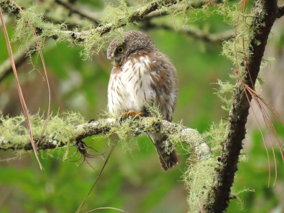 Northern Pygmy-Owl (Guatemalan) - ML620156356