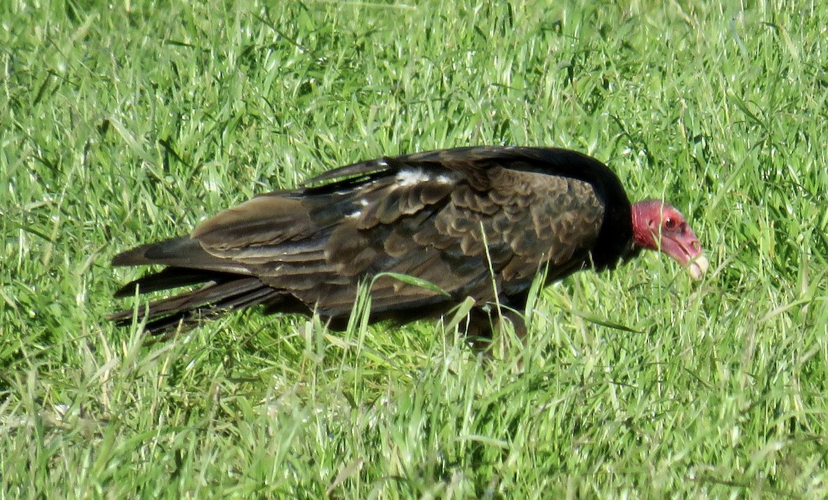 Urubu à tête rouge - ML620156358