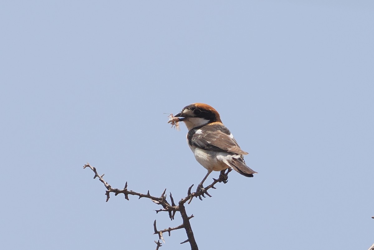 Woodchat Shrike - ML620156362