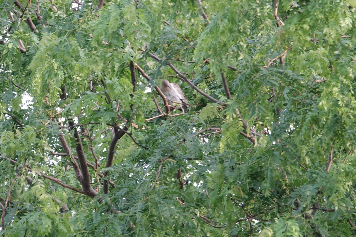 White-winged Dove - ML620156367