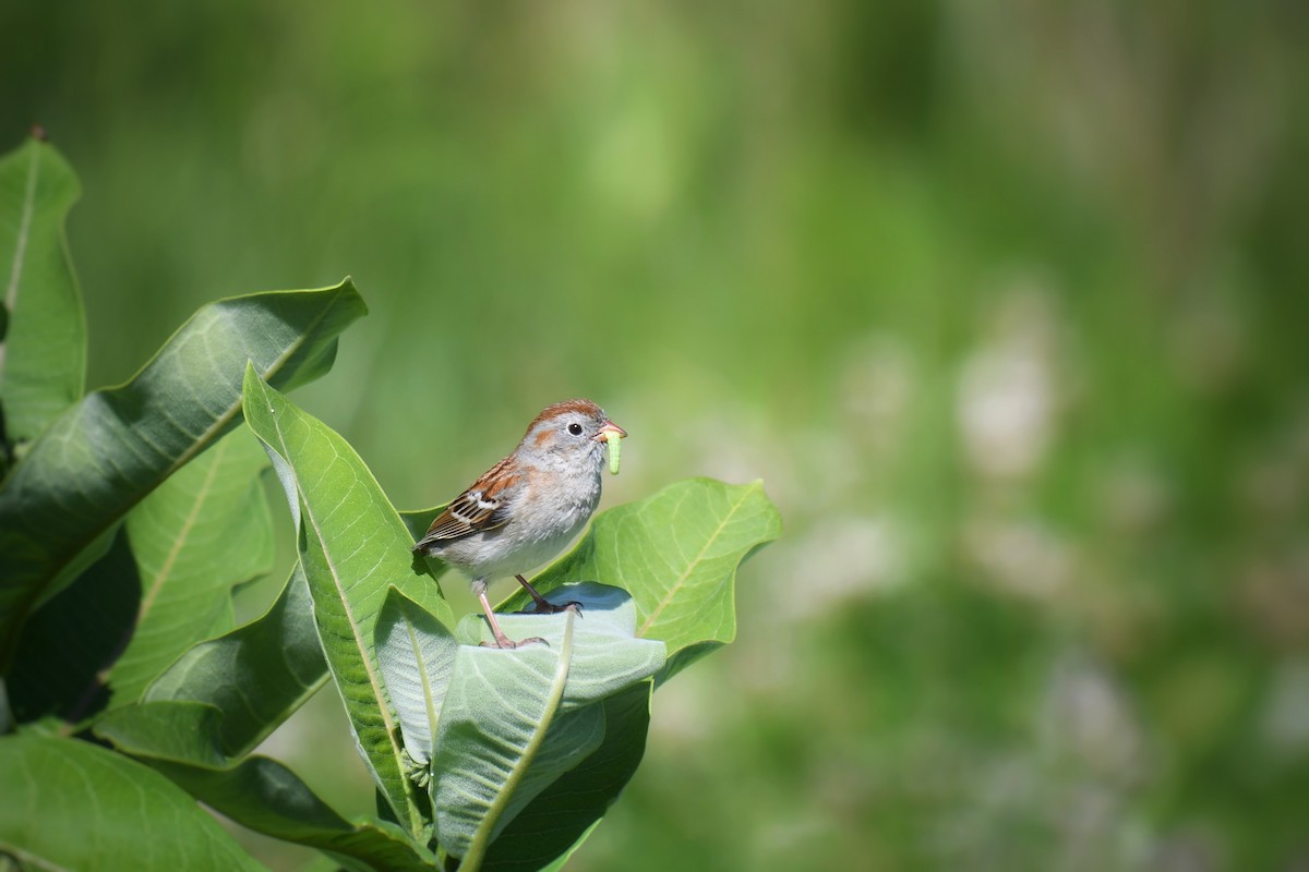 Field Sparrow - ML620156369