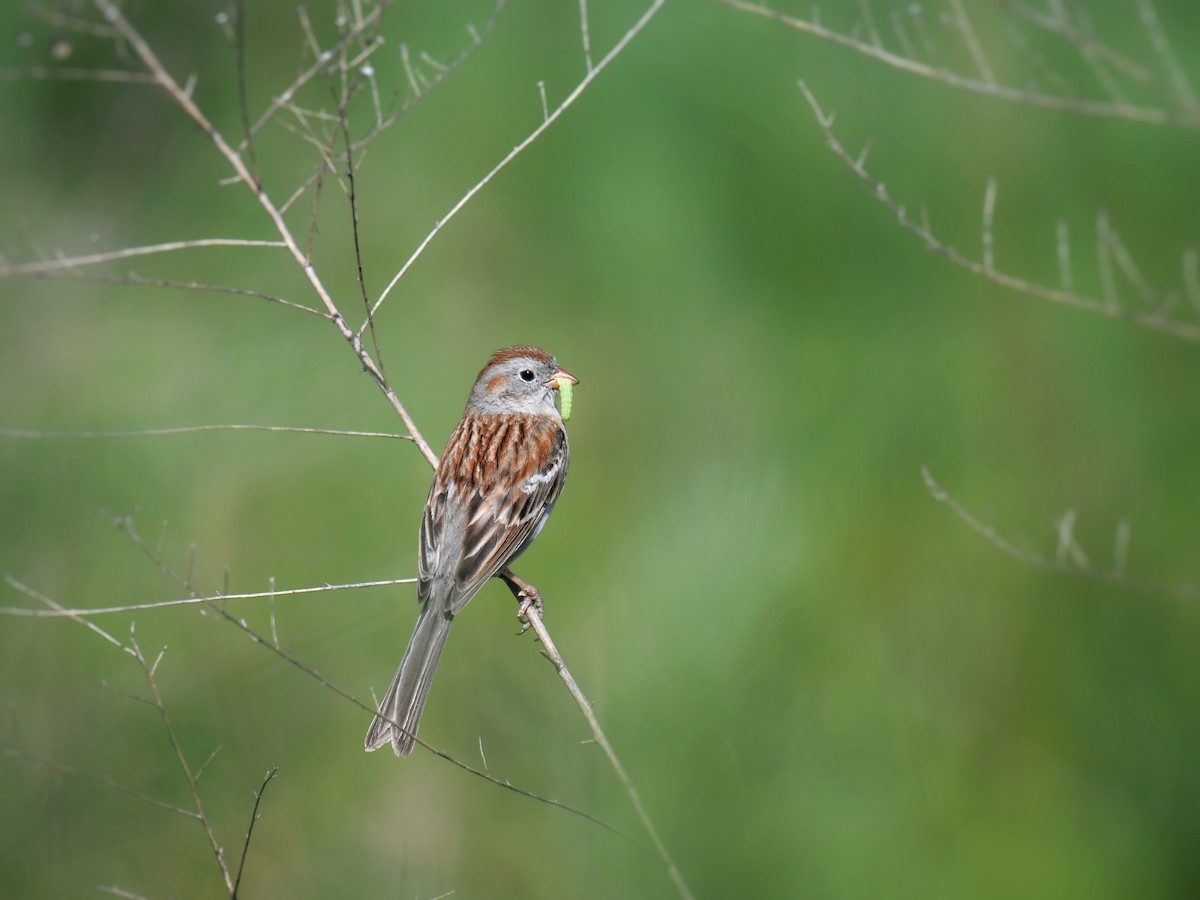 Field Sparrow - ML620156370