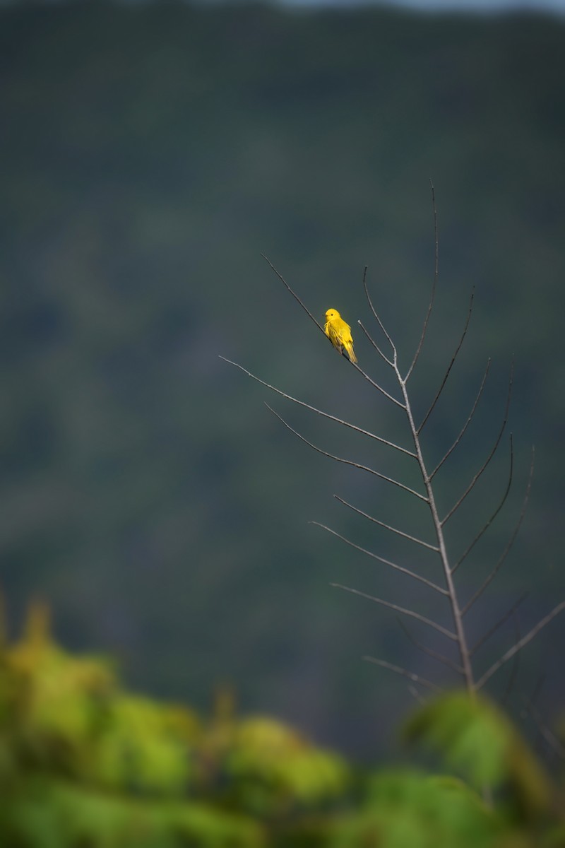 Yellow Warbler - ML620156376