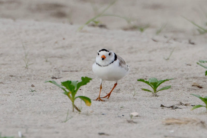 Piping Plover - ML620156387