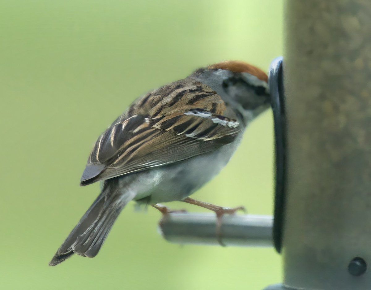 Chipping Sparrow - ML620156388