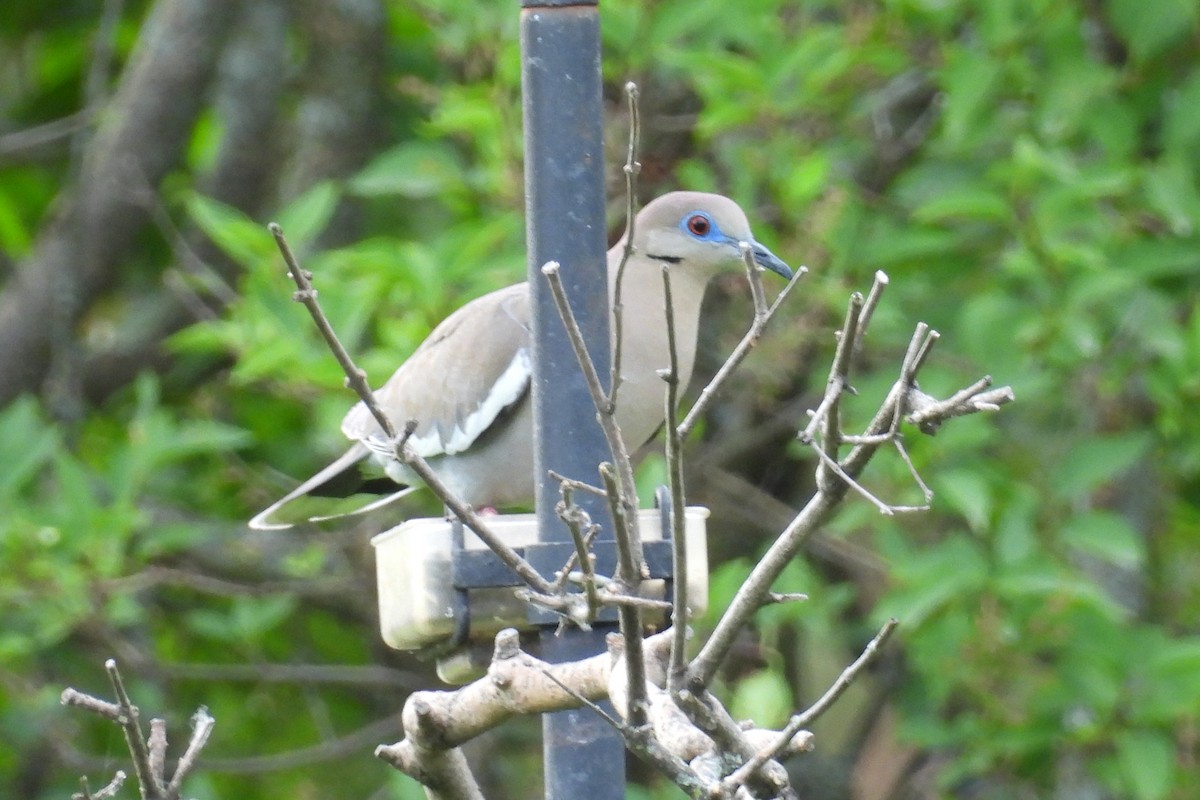 White-winged Dove - ML620156392