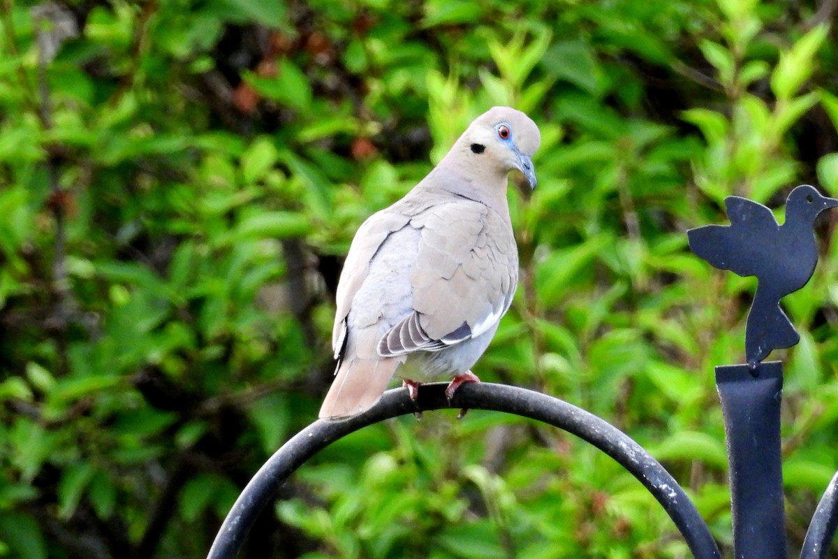 White-winged Dove - ML620156405