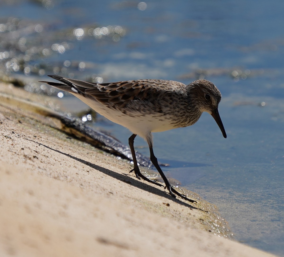 White-rumped Sandpiper - ML620156409