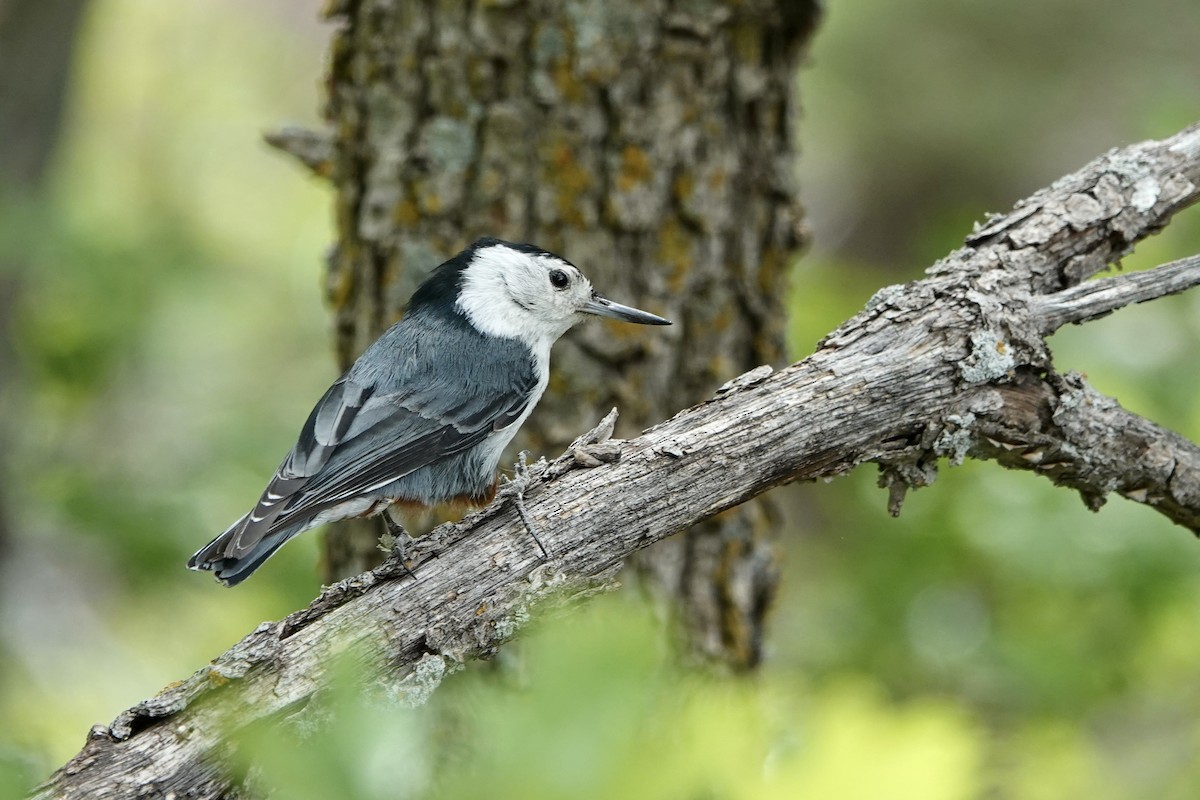 White-breasted Nuthatch - ML620156413