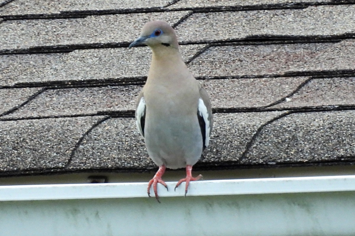 White-winged Dove - ML620156420