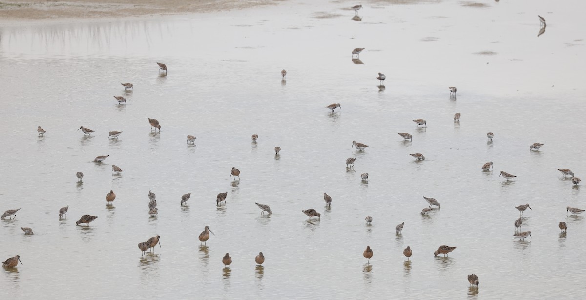 Long-billed Dowitcher - ML620156428