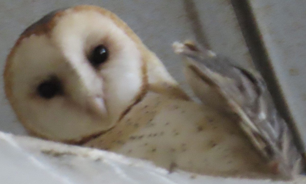 Barn Owl - ML620156435