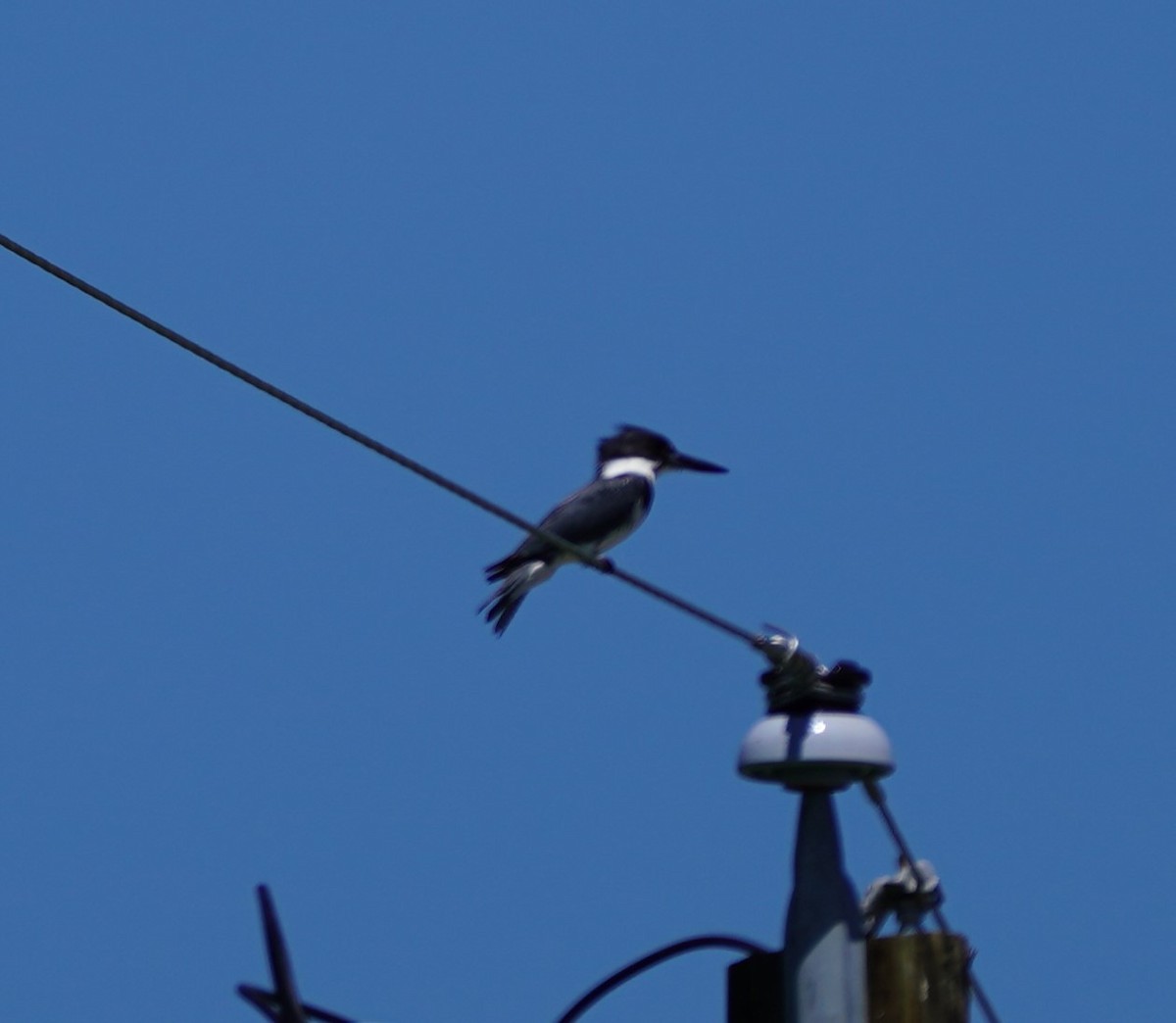 Belted Kingfisher - ML620156443