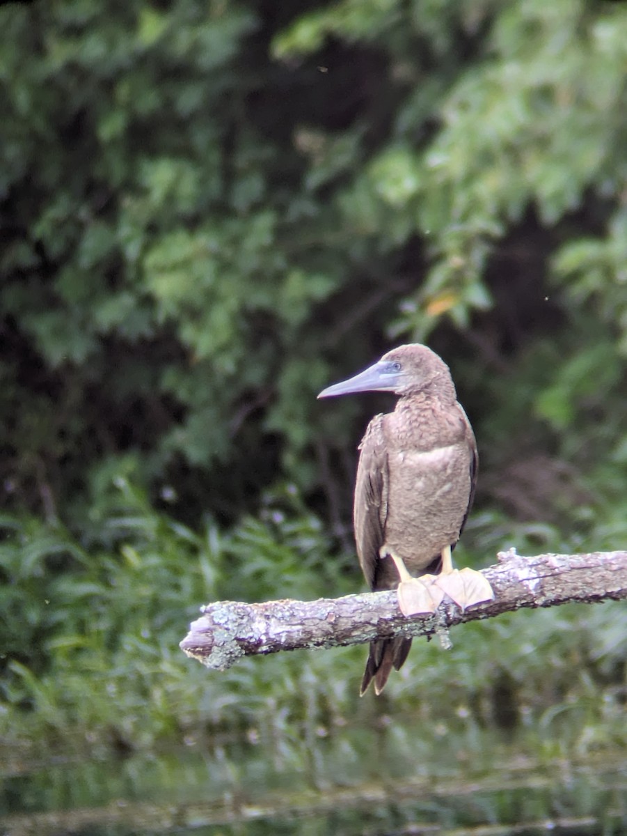Brown Booby - ML620156447