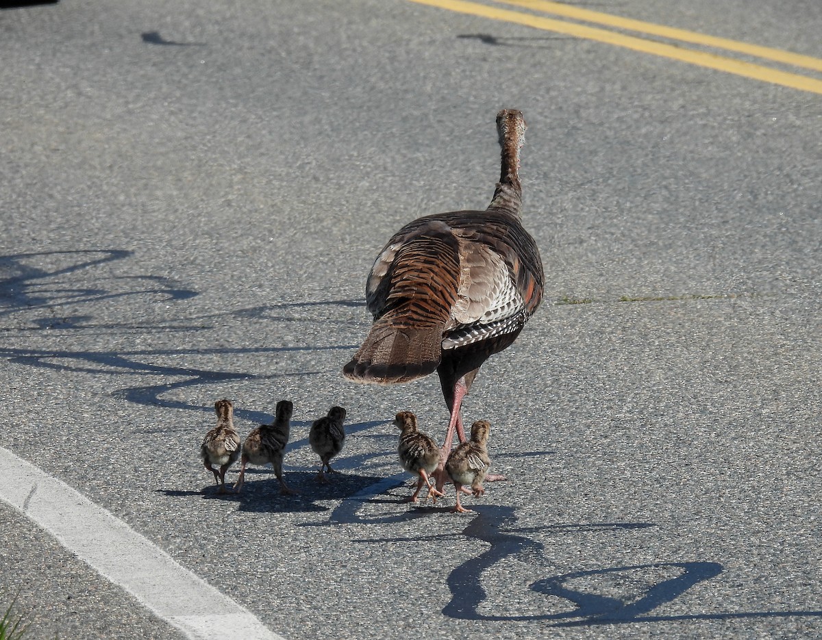 Wild Turkey - ML620156451