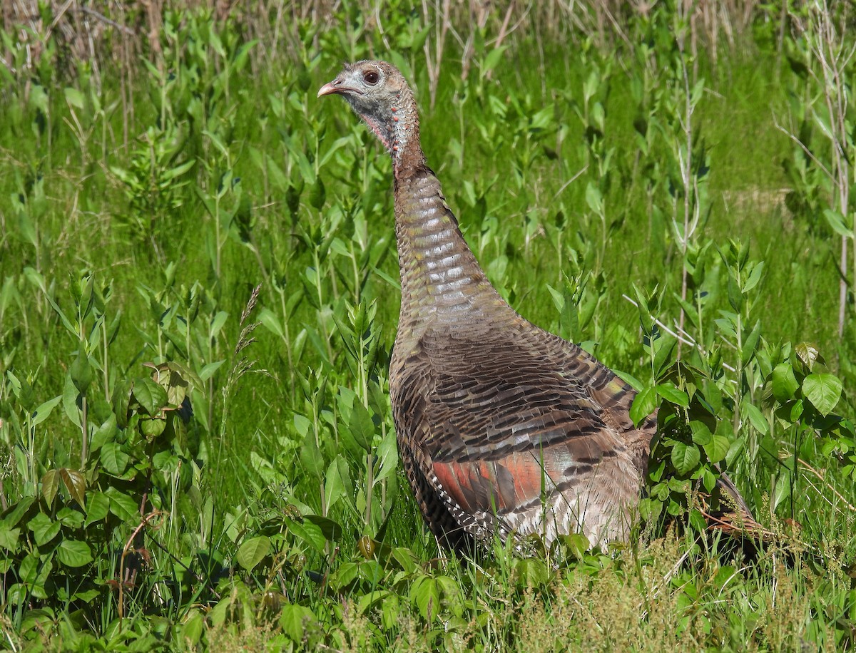 Wild Turkey - ML620156454