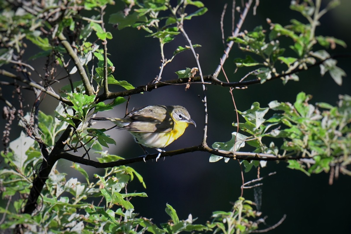 Yellow-breasted Chat - ML620156459