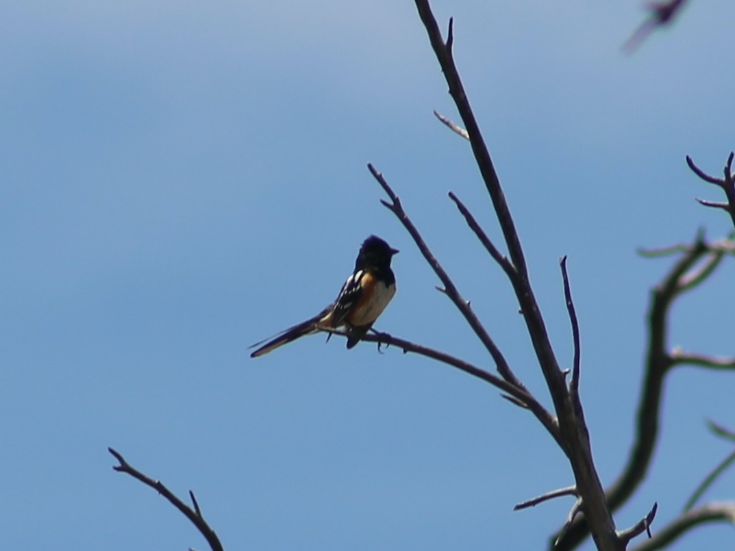 Spotted Towhee - ML620156471