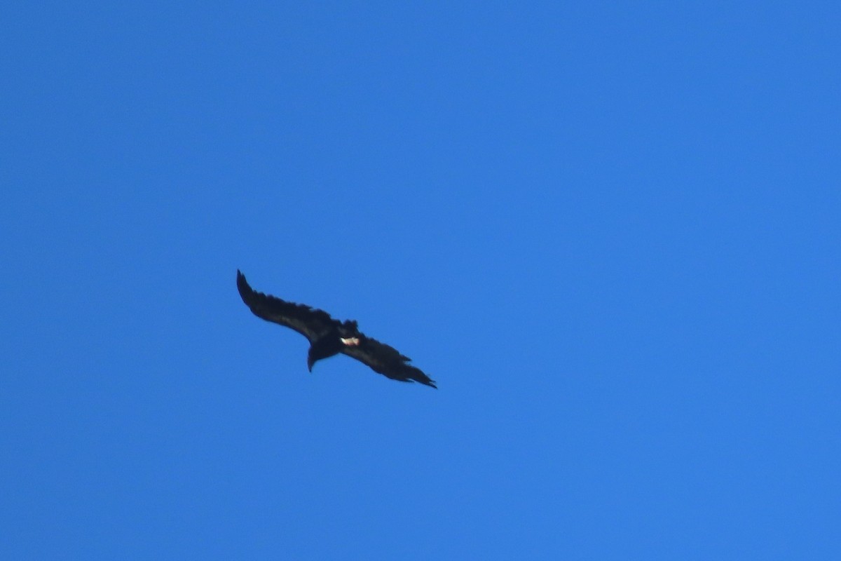 California Condor - ML620156473
