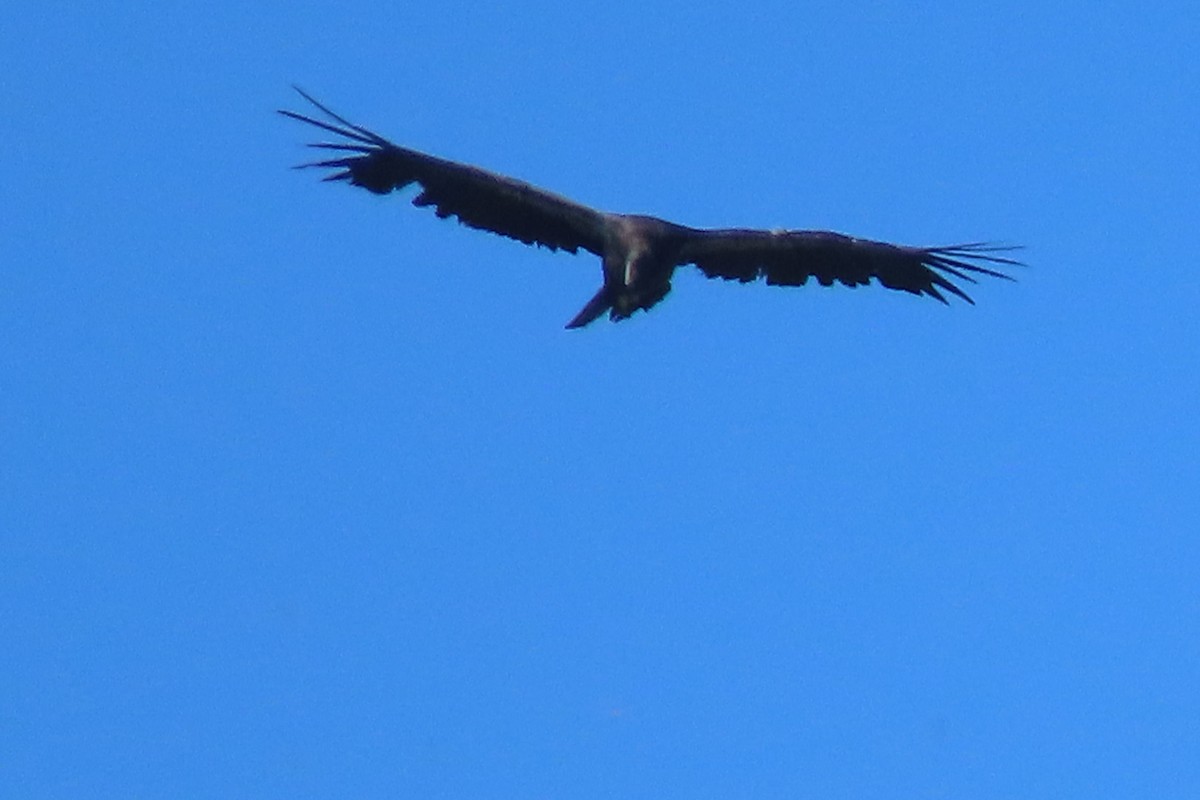California Condor - ML620156474