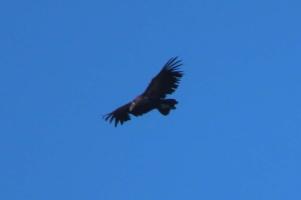 California Condor - ML620156476