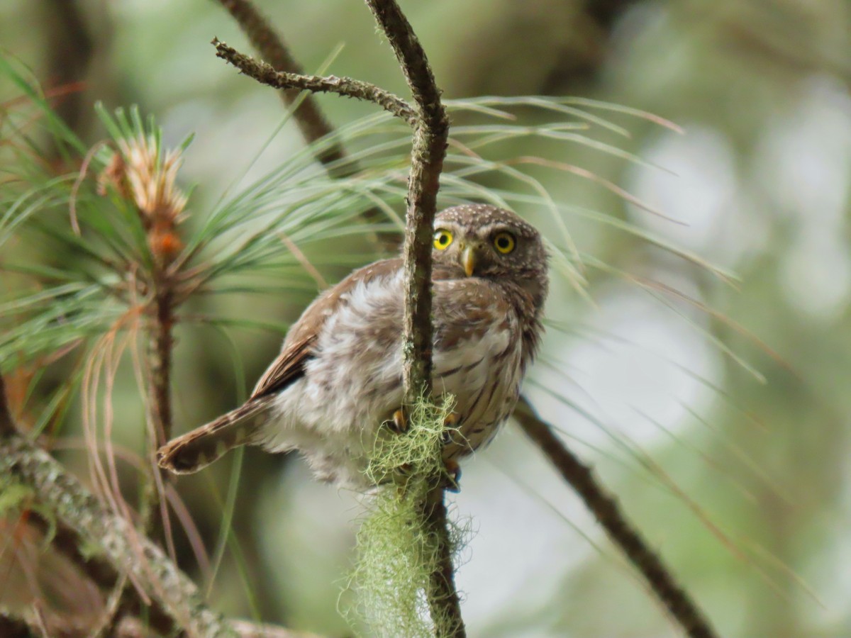 Northern Pygmy-Owl (Guatemalan) - ML620156484