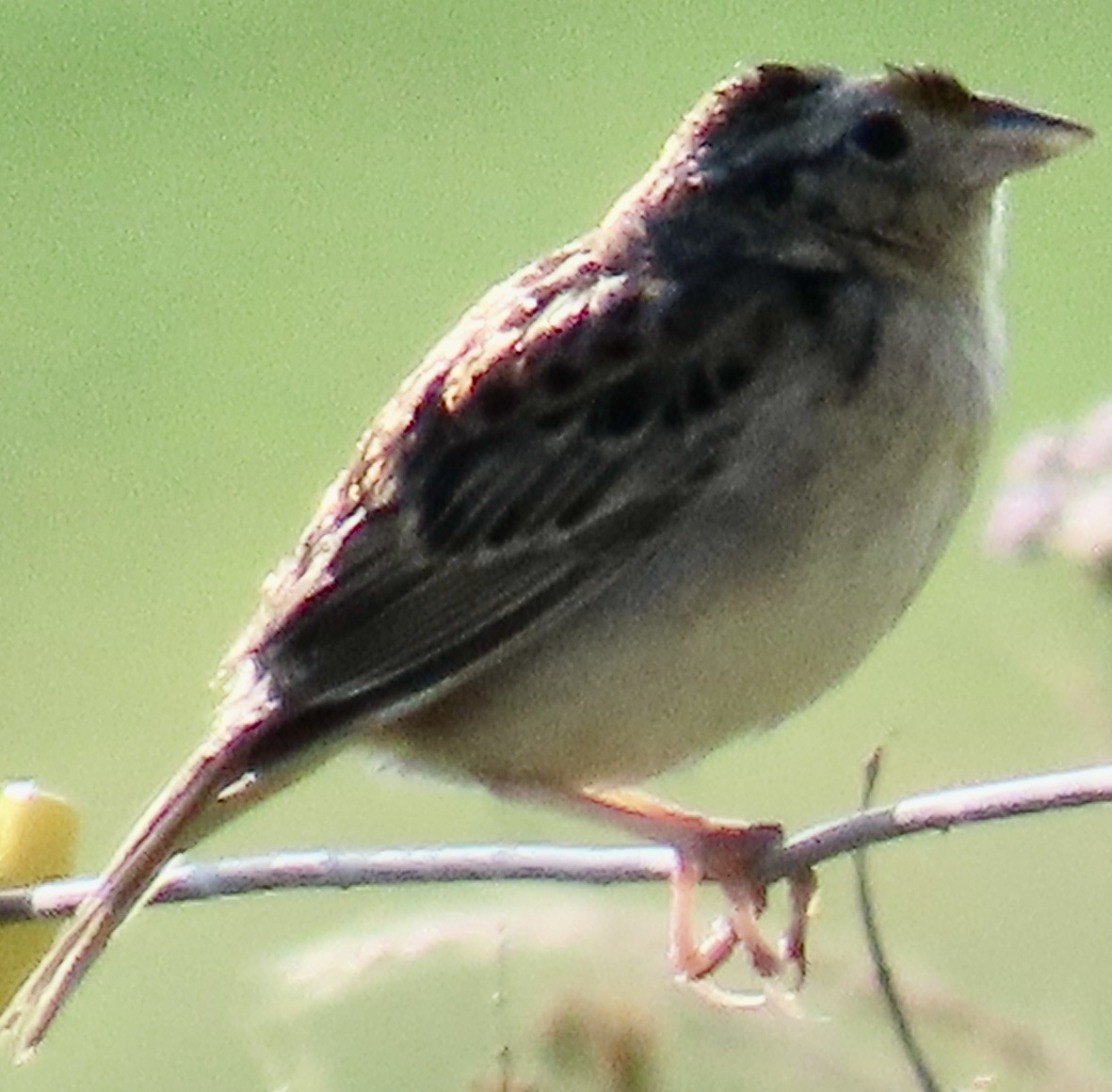 Grasshopper Sparrow - ML620156491