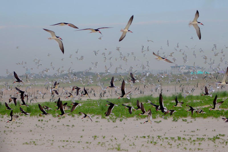 Black Skimmer - ML620156494