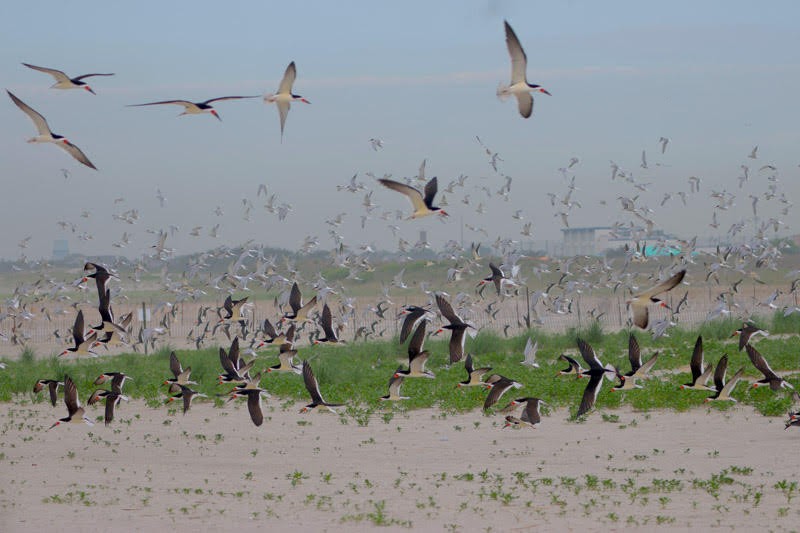 Black Skimmer - ML620156495