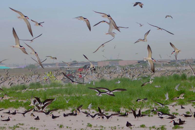 Black Skimmer - ML620156496