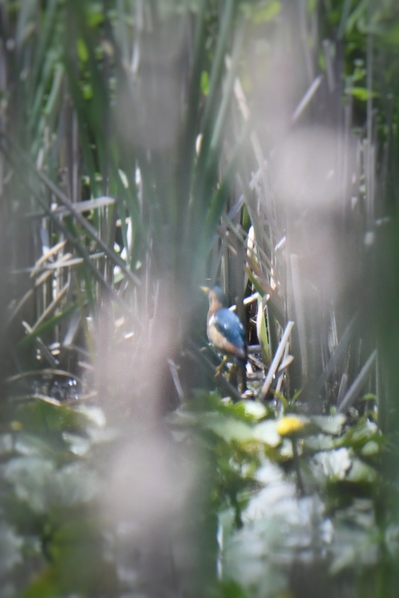 Least Bittern - ML620156497