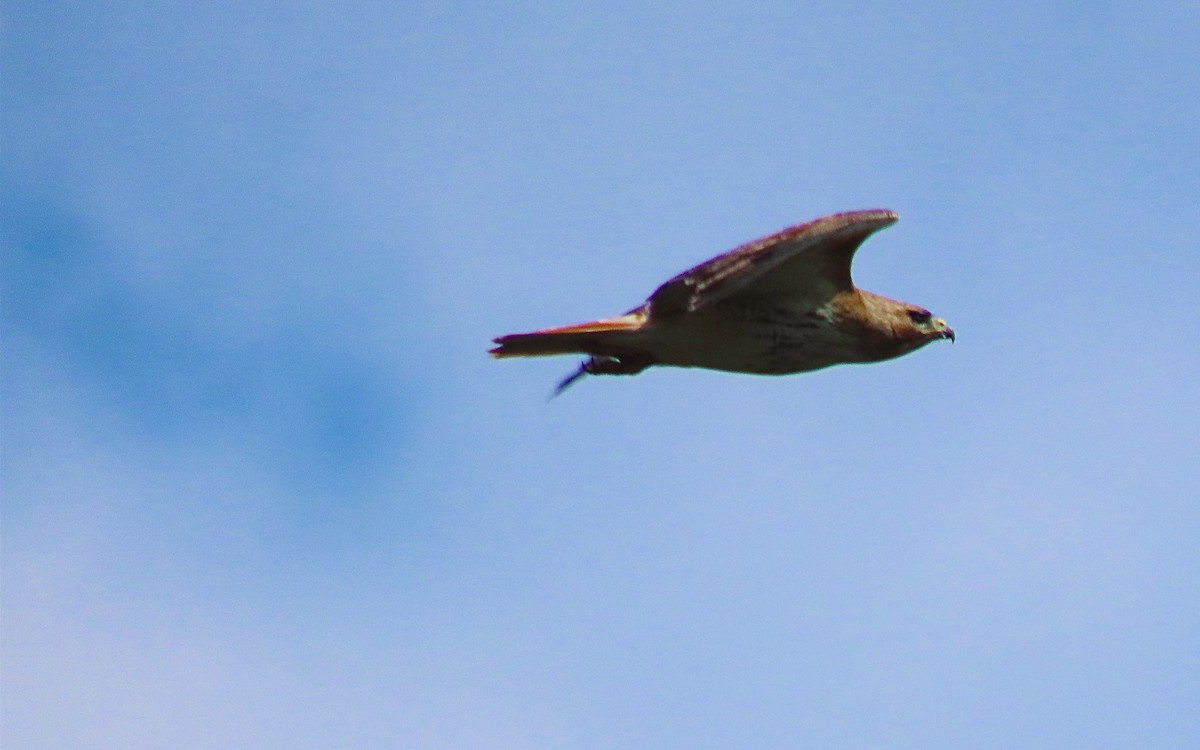 Red-tailed Hawk - ML620156503
