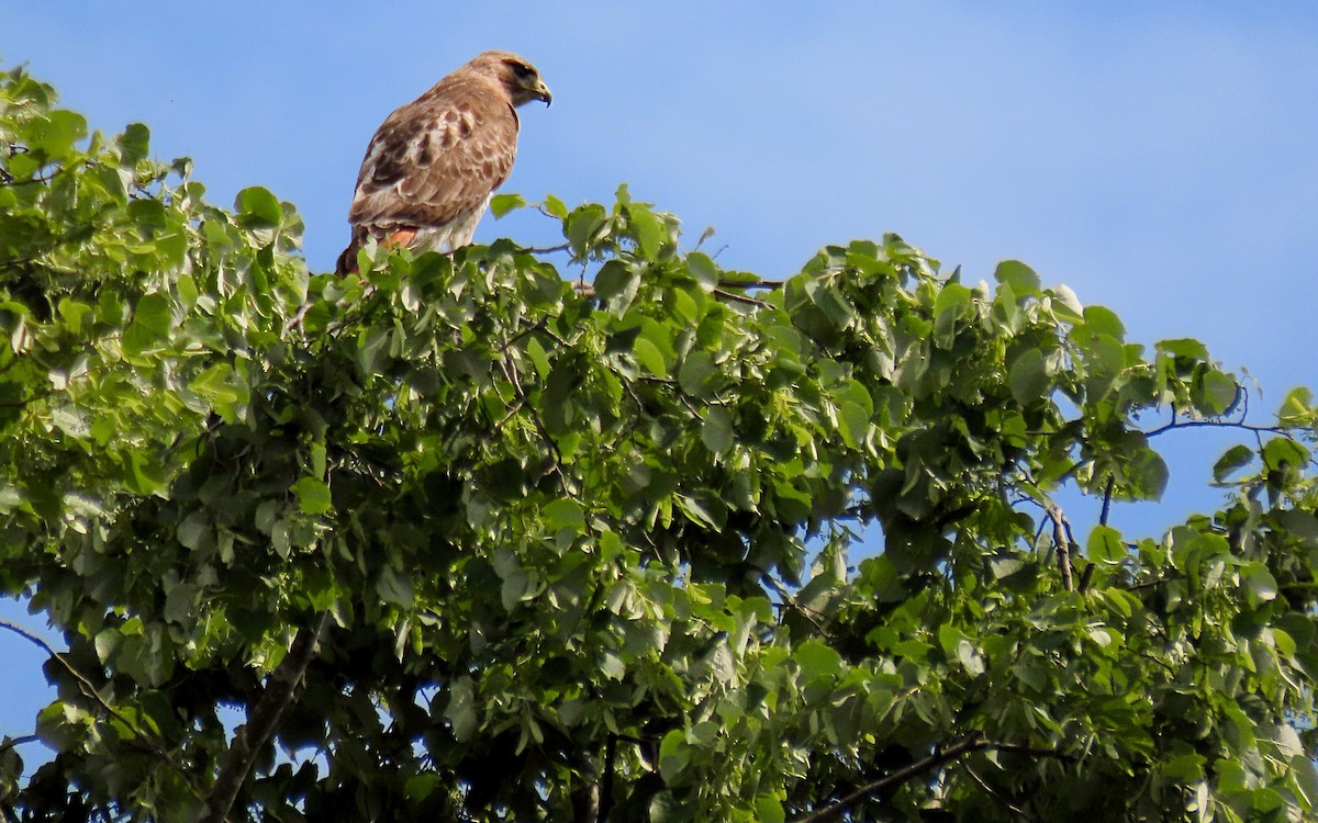Red-tailed Hawk - ML620156510
