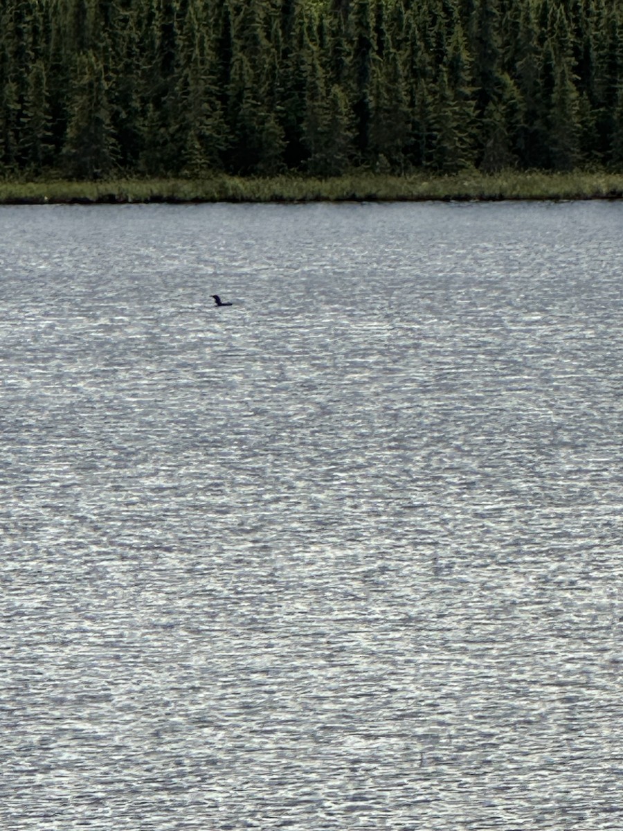 Pacific Loon - ML620156514