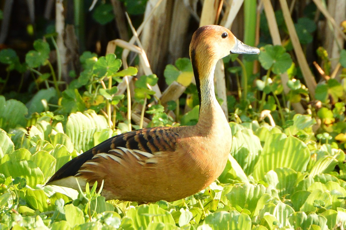 Fulvous Whistling-Duck - ML620156518