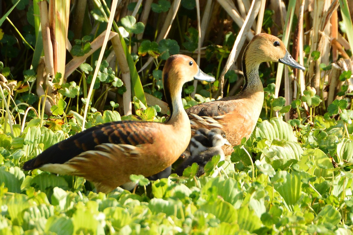 Fulvous Whistling-Duck - ML620156519