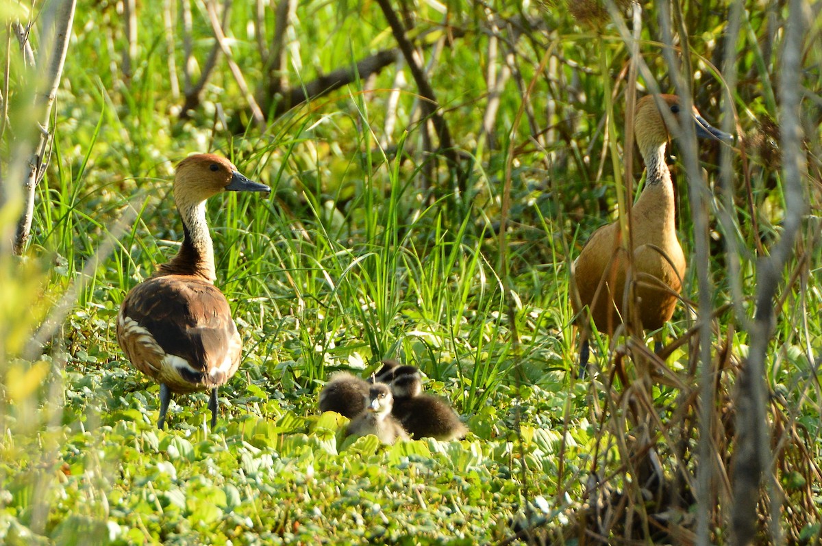 Fulvous Whistling-Duck - ML620156520