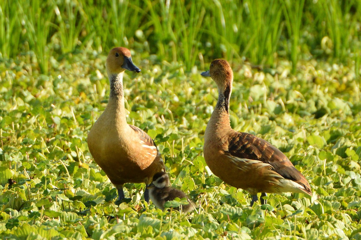 Fulvous Whistling-Duck - ML620156521