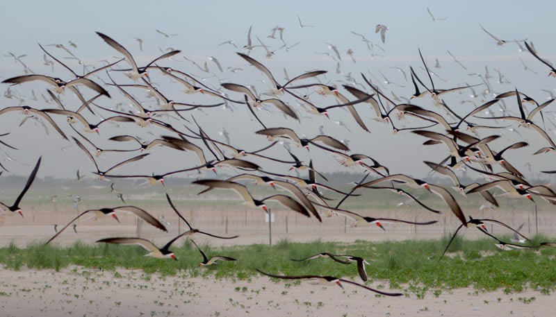 Black Skimmer - ML620156527