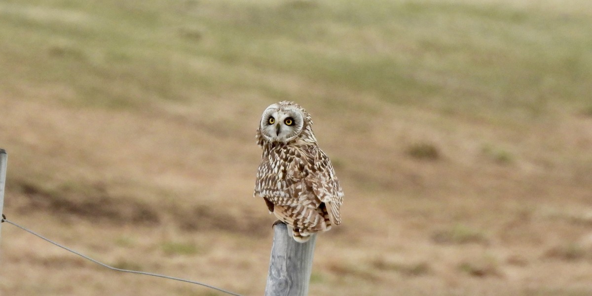 Short-eared Owl - ML620156530