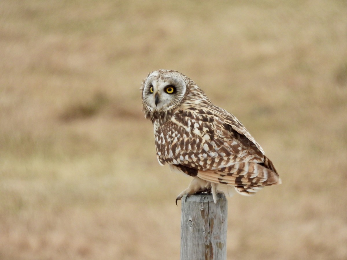 Short-eared Owl - ML620156531