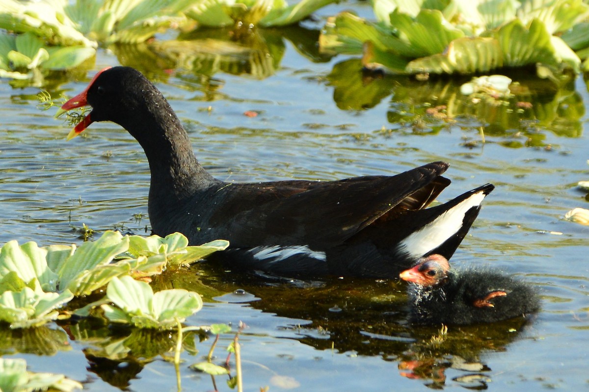 Common Gallinule - ML620156534